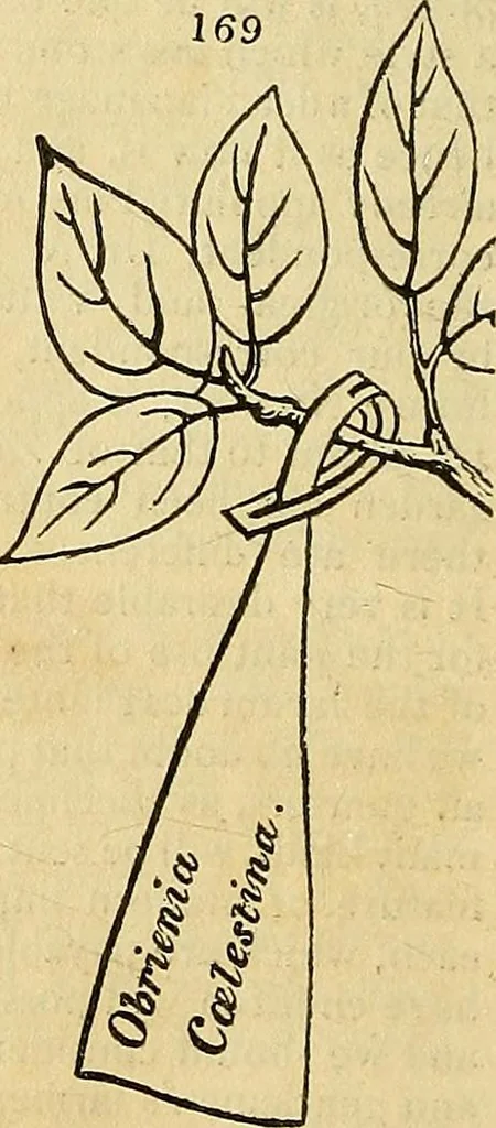 An illustration from The gardener's magazine and register of rural & domestic improvement, 1826, leaf 484