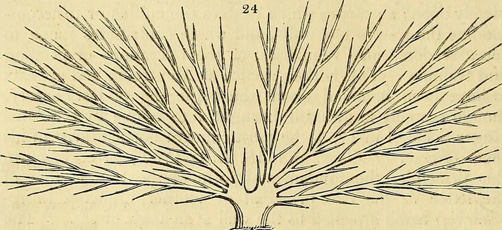 An illustration from The gardener's magazine and register of rural & domestic improvement, 1826, leaf 70