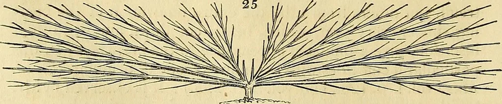 An illustration from The gardener's magazine and register of rural & domestic improvement, 1826, leaf 70
