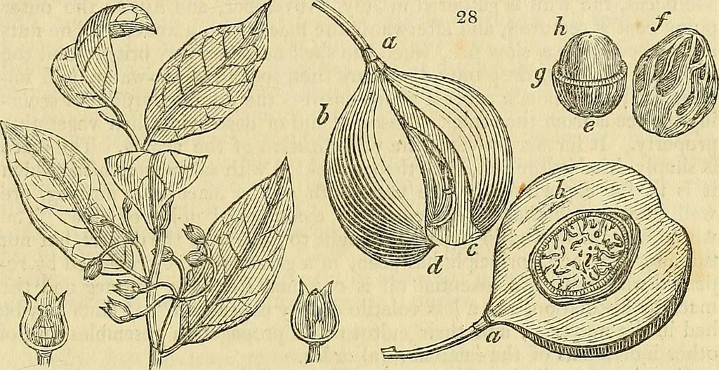 An illustration from The gardener's magazine and register of rural & domestic improvement, 1826, leaf 79