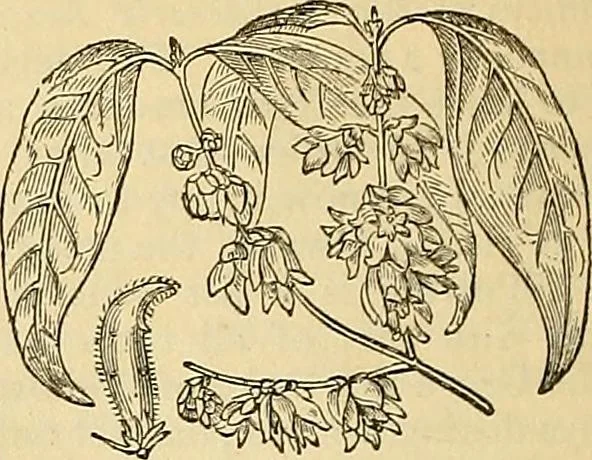 An illustration from The gardener's magazine and register of rural & domestic improvement, 1826, leaf 108