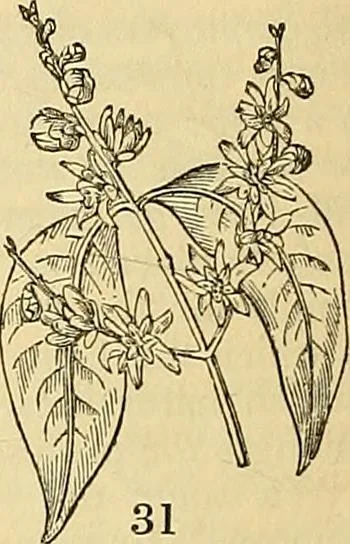 An illustration from The gardener's magazine and register of rural & domestic improvement, 1826, leaf 108