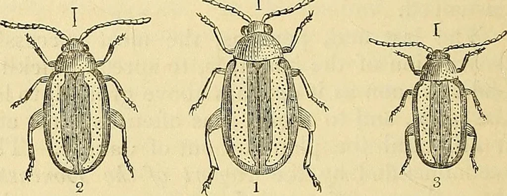 An illustration from The gardener's magazine and register of rural & domestic improvement, 1826, leaf 130