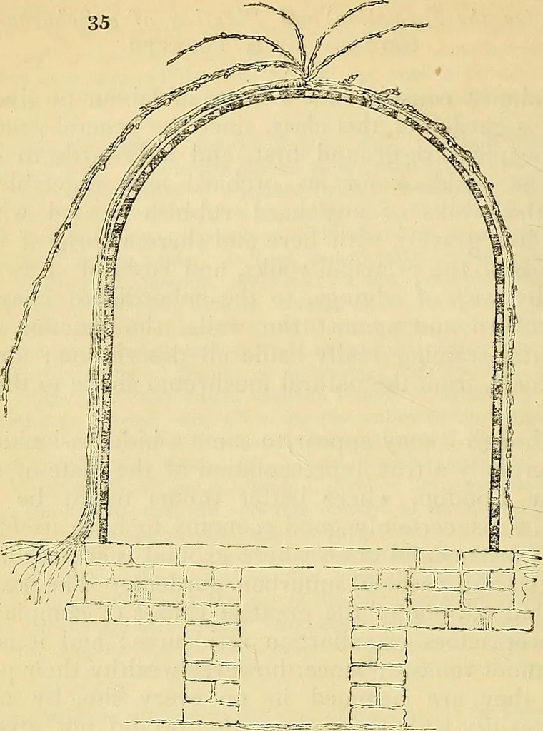 An illustration from The gardener's magazine and register of rural & domestic improvement, 1826, leaf 148