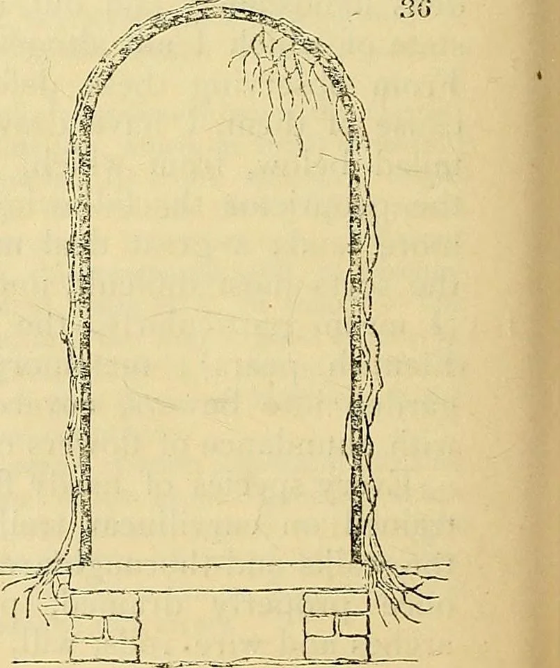 An illustration from The gardener's magazine and register of rural & domestic improvement, 1826, leaf 148