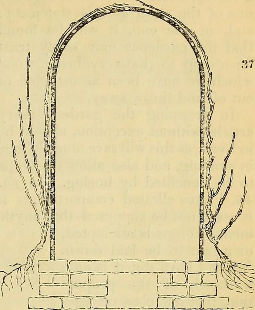 An illustration from The gardener's magazine and register of rural & domestic improvement, 1826, leaf 149