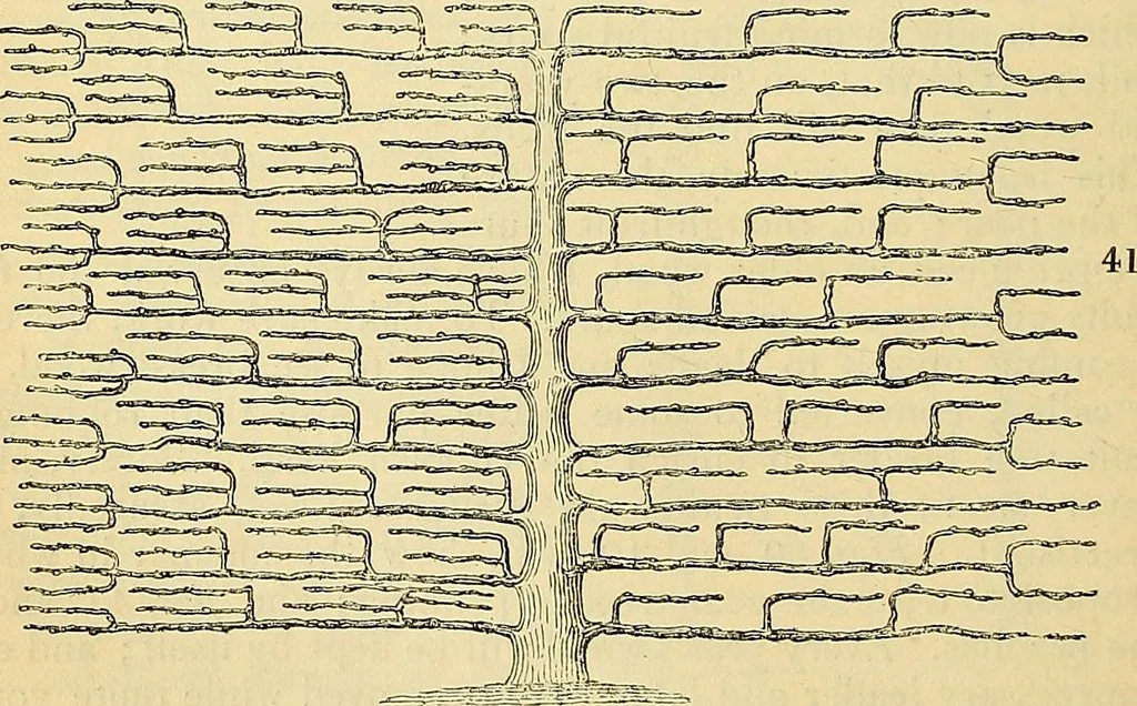 An illustration from The gardener's magazine and register of rural & domestic improvement, 1826, leaf 150