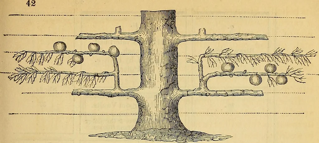 An illustration from The gardener's magazine and register of rural & domestic improvement, 1826, leaf 151