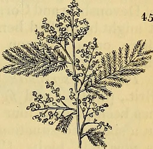 An illustration from The gardener's magazine and register of rural & domestic improvement, 1826, leaf 157