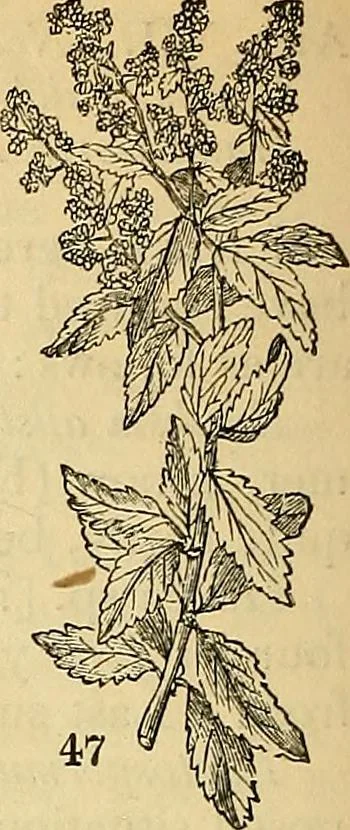 An illustration from The gardener's magazine and register of rural & domestic improvement, 1826, leaf 158