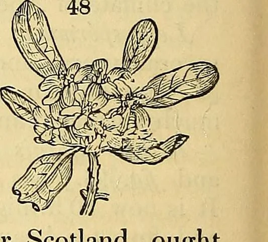An illustration from The gardener's magazine and register of rural & domestic improvement, 1826, leaf 158