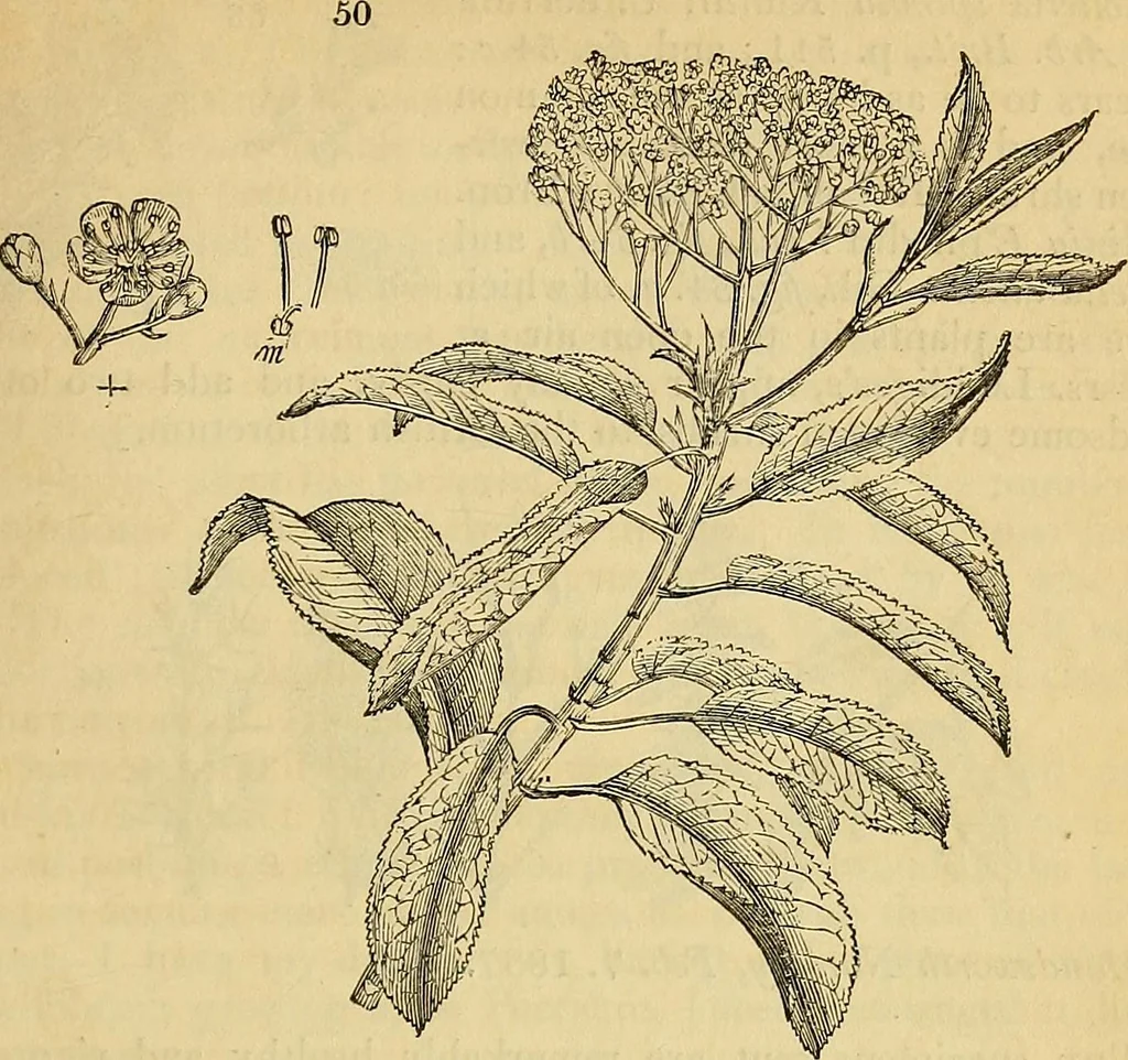 An illustration from The gardener's magazine and register of rural & domestic improvement, 1826, leaf 159
