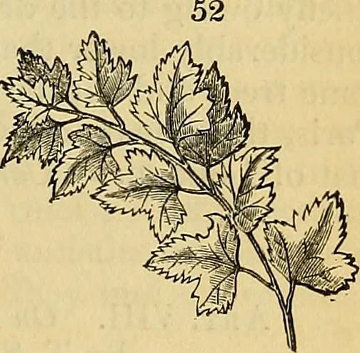 An illustration from The gardener's magazine and register of rural & domestic improvement, 1826, leaf 159