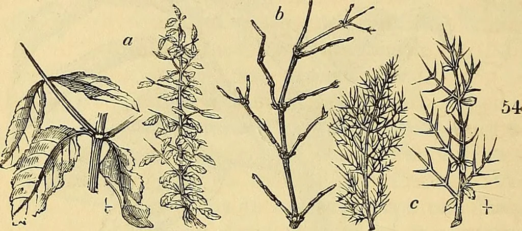 An illustration from The gardener's magazine and register of rural & domestic improvement, 1826, leaf 160