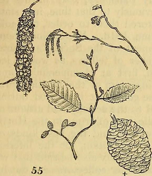 An illustration from The gardener's magazine and register of rural & domestic improvement, 1826, leaf 165