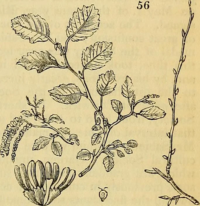 An illustration from The gardener's magazine and register of rural & domestic improvement, 1826, leaf 165