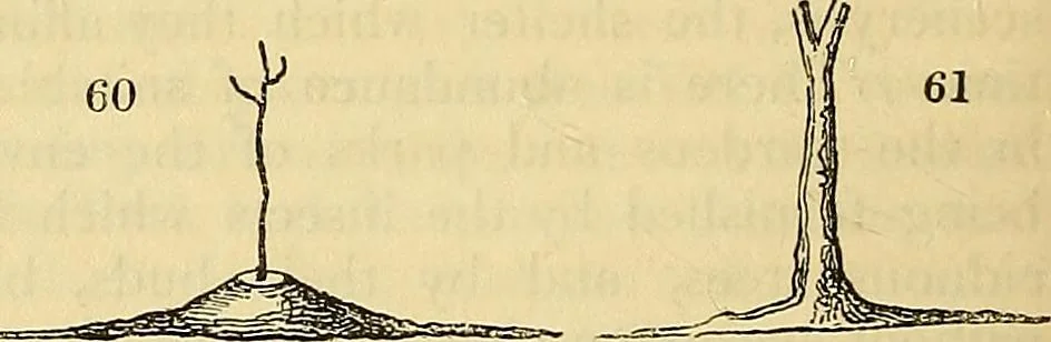 An illustration from The gardener's magazine and register of rural & domestic improvement, 1826, leaf 178