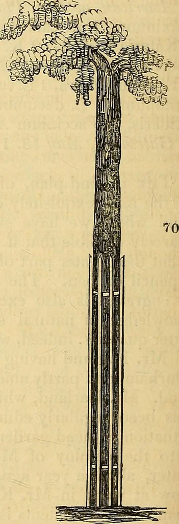 An illustration from The gardener's magazine and register of rural & domestic improvement, 1826, leaf 188