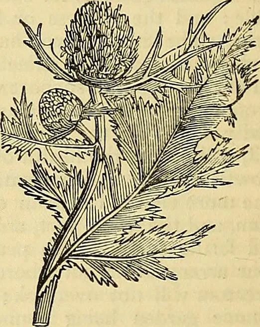 An illustration from The gardener's magazine and register of rural & domestic improvement, 1826, leaf 208