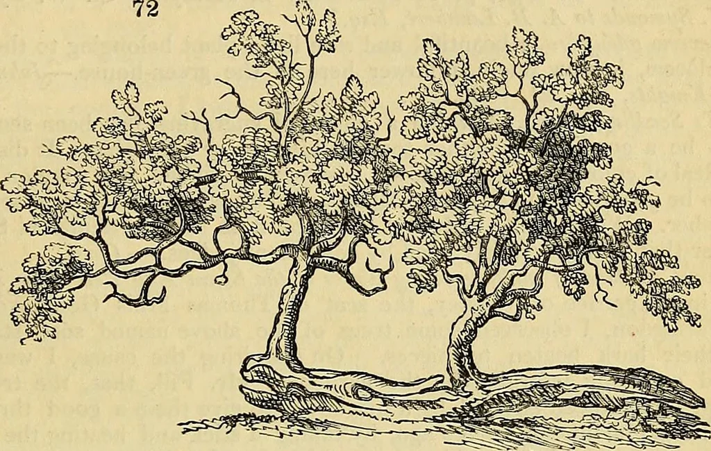 An illustration from The gardener's magazine and register of rural & domestic improvement, 1826, leaf 209