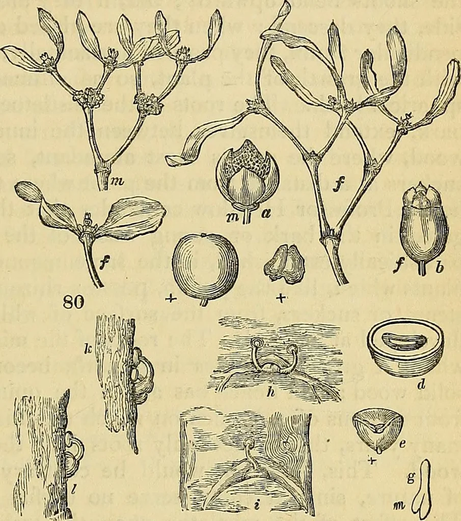 An illustration from The gardener's magazine and register of rural & domestic improvement, 1826, leaf 231