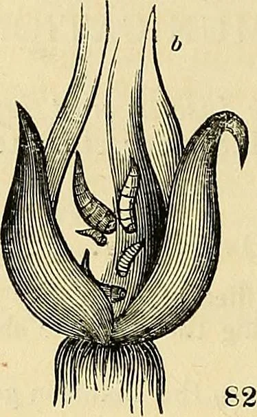 An illustration from The gardener's magazine and register of rural & domestic improvement, 1826, leaf 264