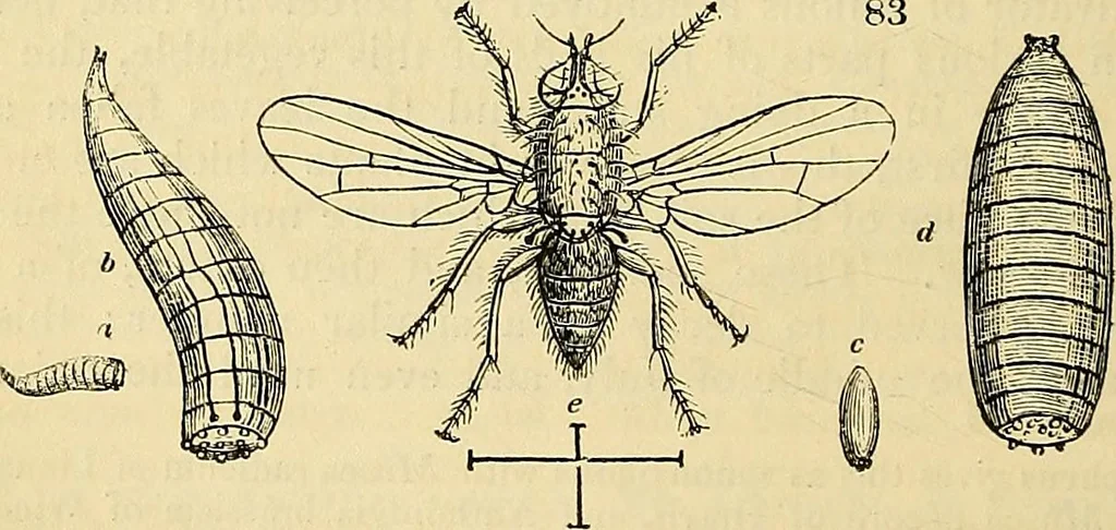 An illustration from The gardener's magazine and register of rural & domestic improvement, 1826, leaf 264