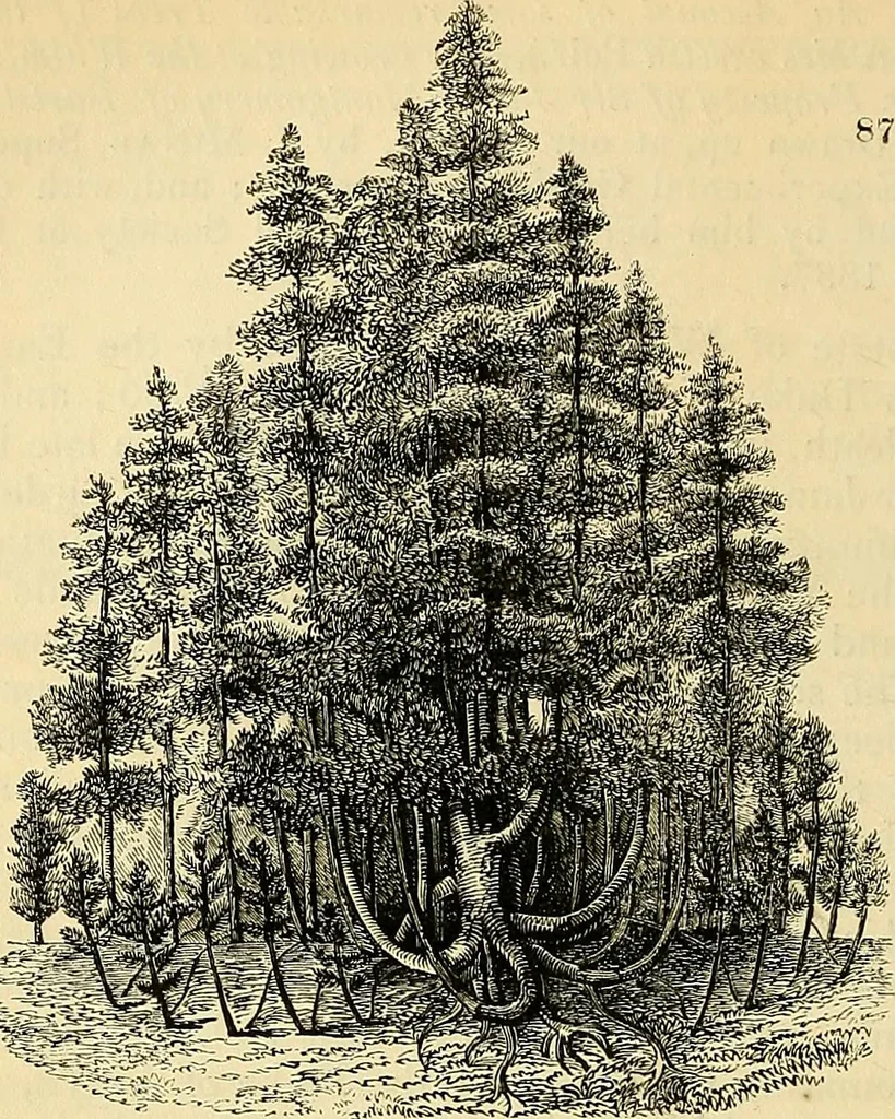 An illustration from The gardener's magazine and register of rural & domestic improvement, 1826, leaf 272