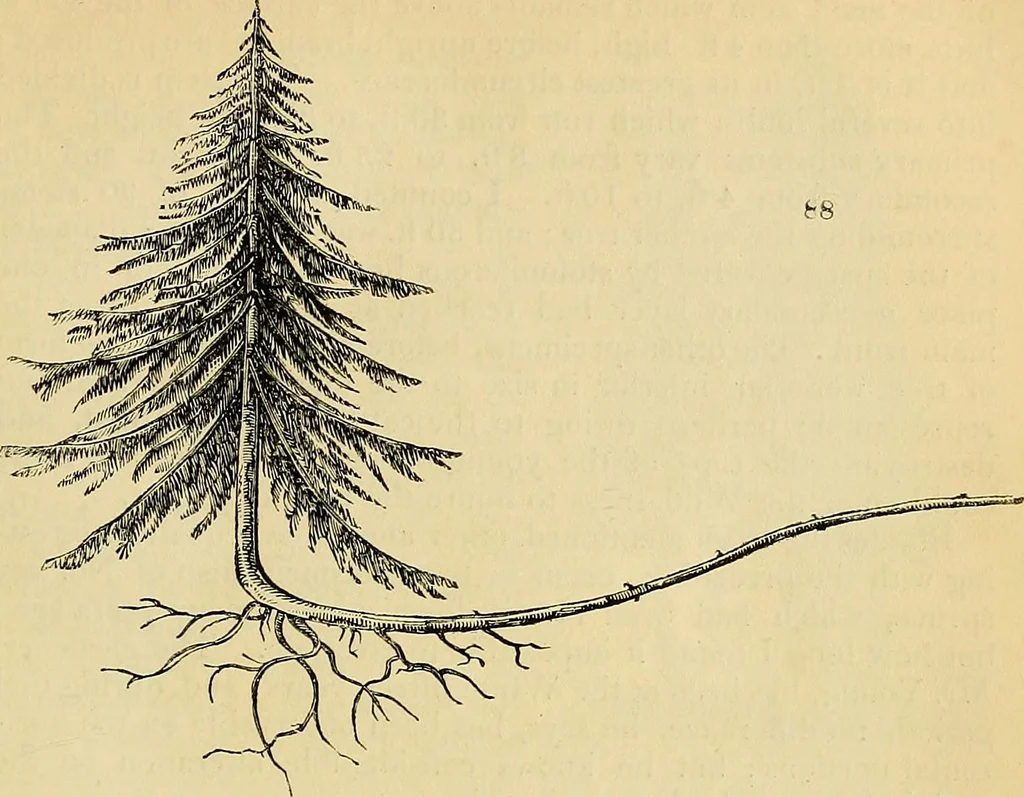 An illustration from The gardener's magazine and register of rural & domestic improvement, 1826, leaf 273