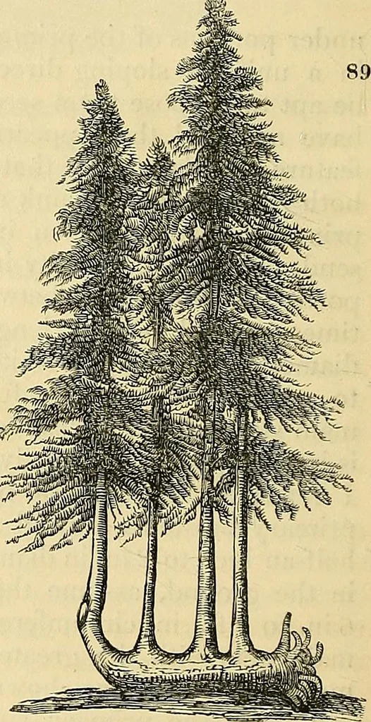 An illustration from The gardener's magazine and register of rural & domestic improvement, 1826, leaf 274