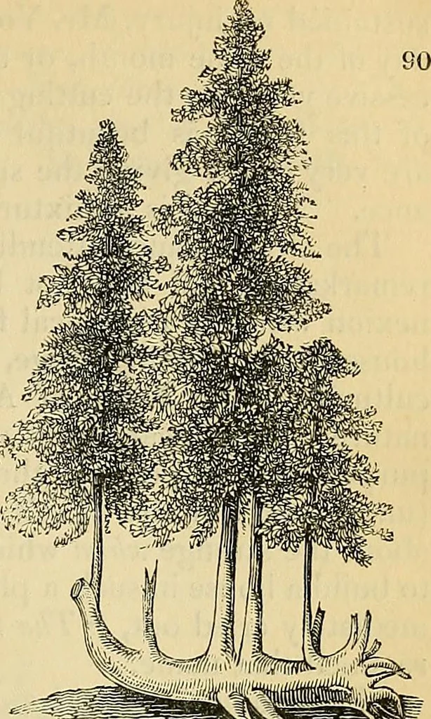 An illustration from The gardener's magazine and register of rural & domestic improvement, 1826, leaf 275