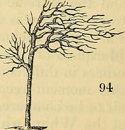 An illustration from The gardener's magazine and register of rural & domestic improvement, 1826, leaf 278