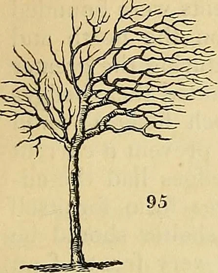 An illustration from The gardener's magazine and register of rural & domestic improvement, 1826, leaf 279