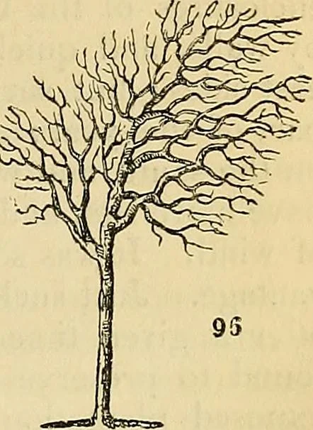 An illustration from The gardener's magazine and register of rural & domestic improvement, 1826, leaf 279