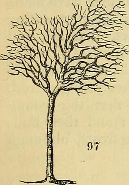 An illustration from The gardener's magazine and register of rural & domestic improvement, 1826, leaf 279