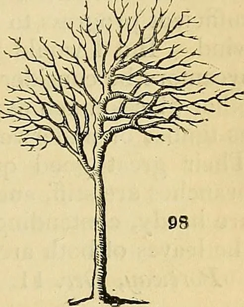 An illustration from The gardener's magazine and register of rural & domestic improvement, 1826, leaf 279