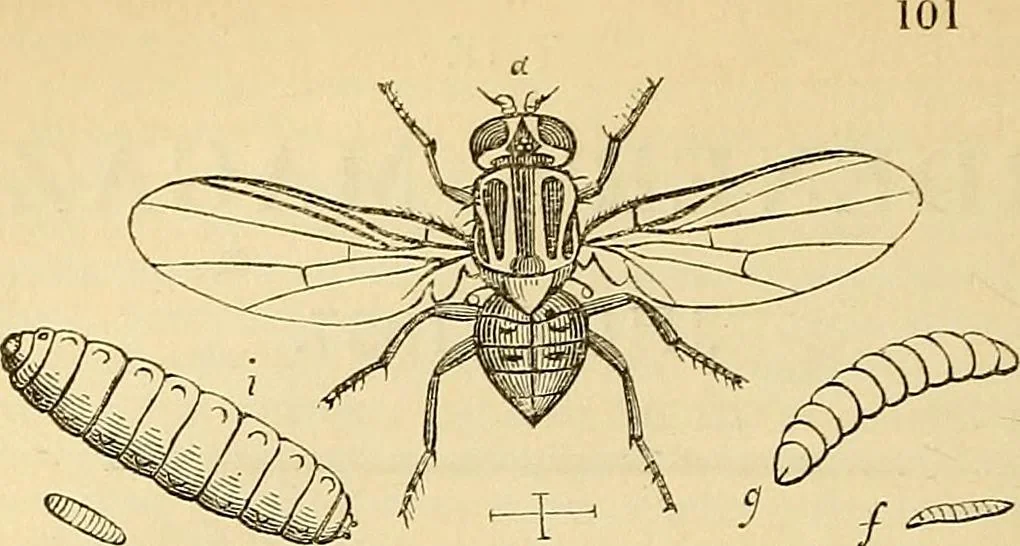 An illustration from The gardener's magazine and register of rural & domestic improvement, 1826, leaf 312
