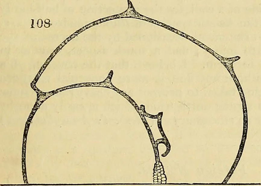 An illustration from The gardener's magazine and register of rural & domestic improvement, 1826, leaf 345