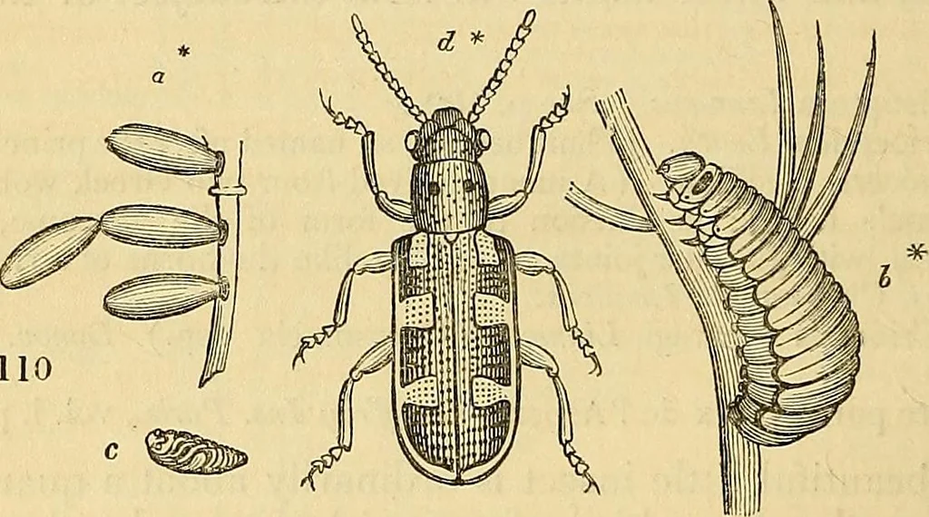 An illustration from The gardener's magazine and register of rural & domestic improvement, 1826, leaf 360