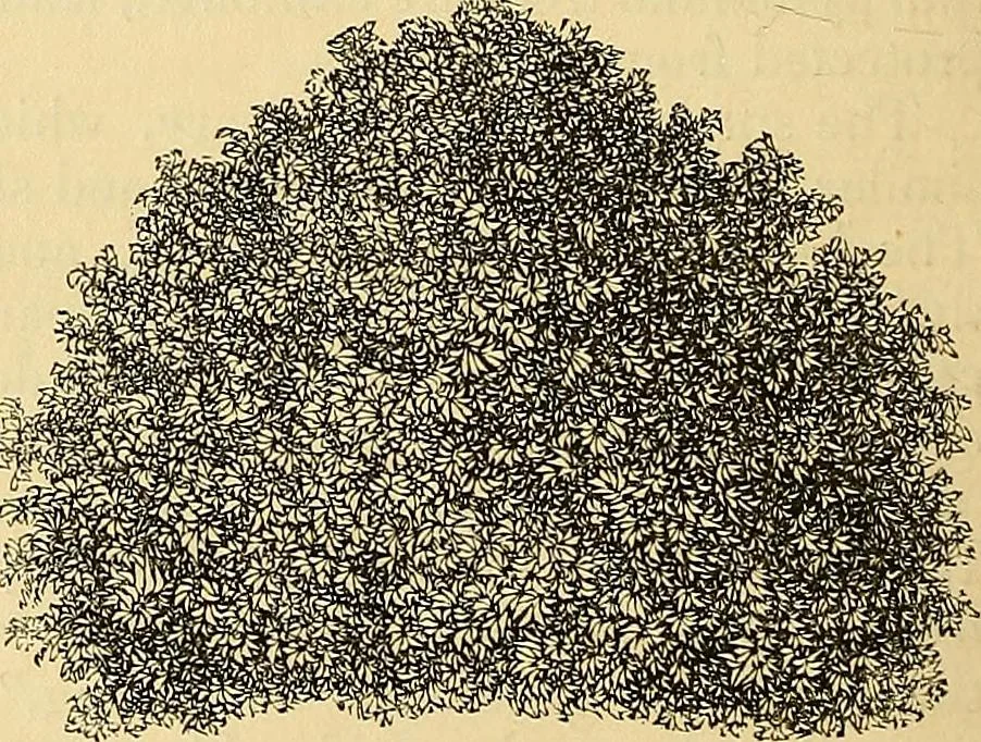 An illustration from The gardener's magazine and register of rural & domestic improvement, 1826, leaf 374