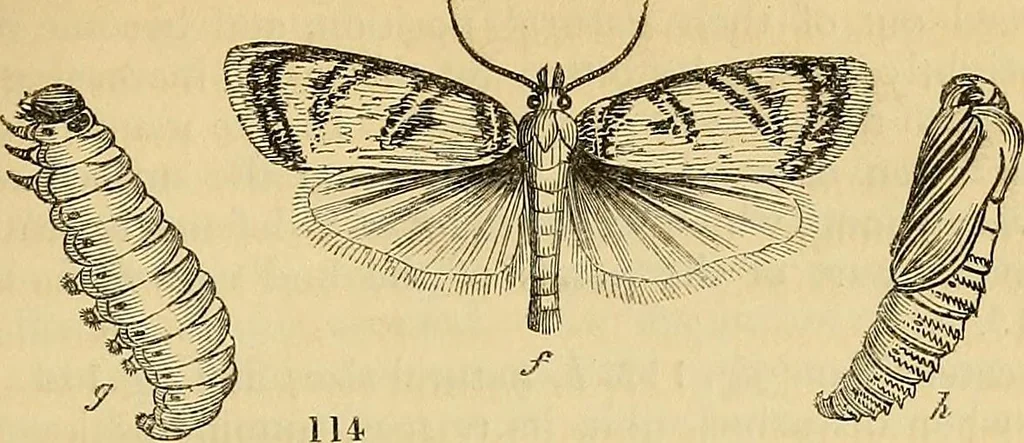 An illustration from The gardener's magazine and register of rural & domestic improvement, 1826, leaf 409
