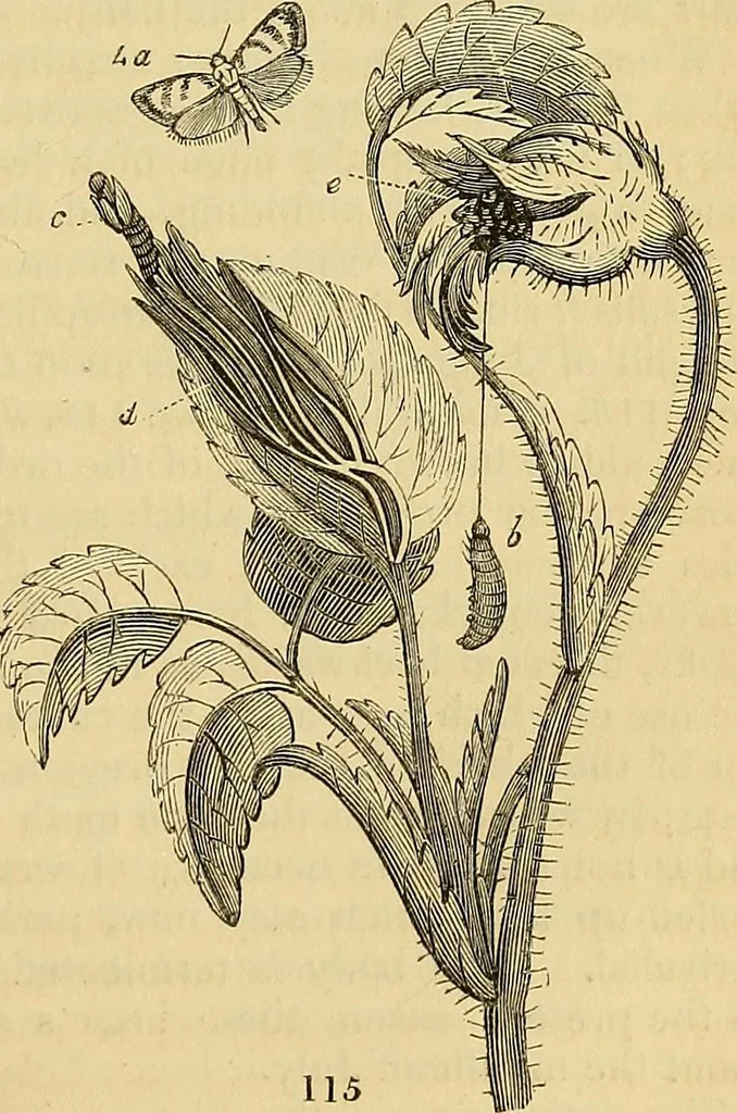 An illustration from The gardener's magazine and register of rural & domestic improvement, 1826, leaf 409
