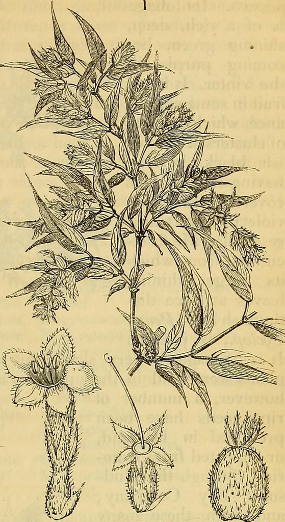 An illustration from The gardener's magazine and register of rural & domestic improvement, 1826, leaf 41