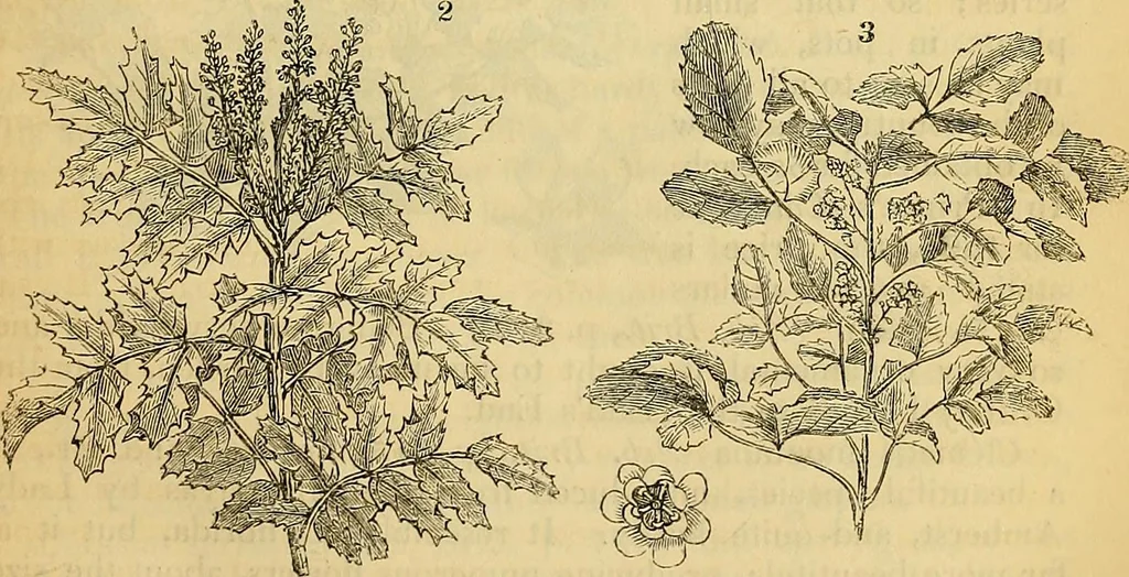 An illustration from The gardener's magazine and register of rural & domestic improvement, 1826, leaf 41