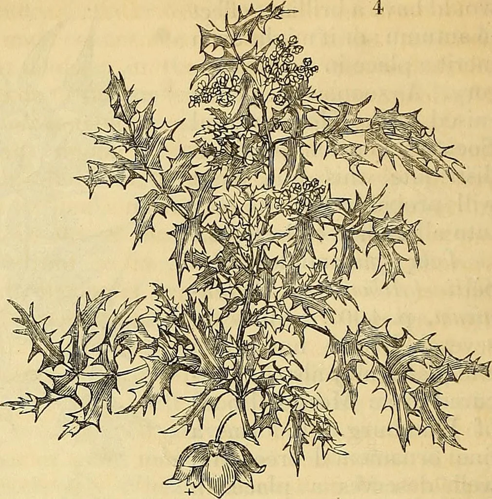 An illustration from The gardener's magazine and register of rural & domestic improvement, 1826, leaf 42