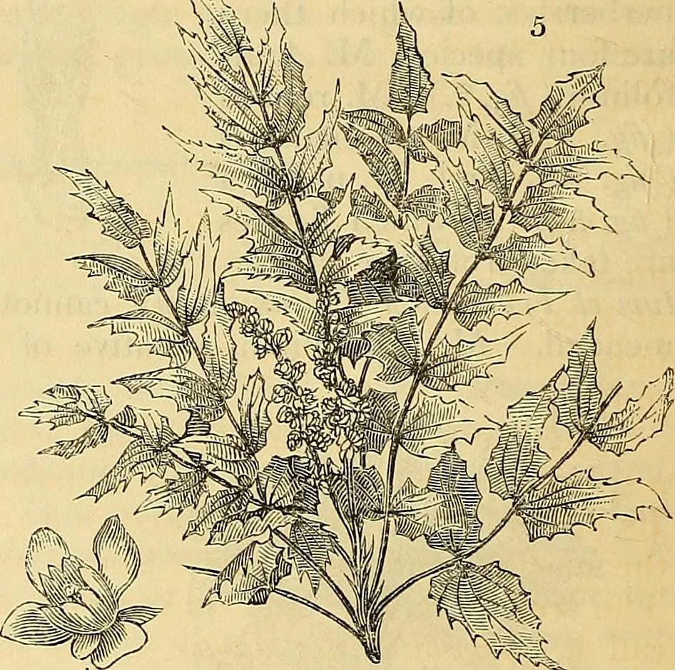 An illustration from The gardener's magazine and register of rural & domestic improvement, 1826, leaf 42