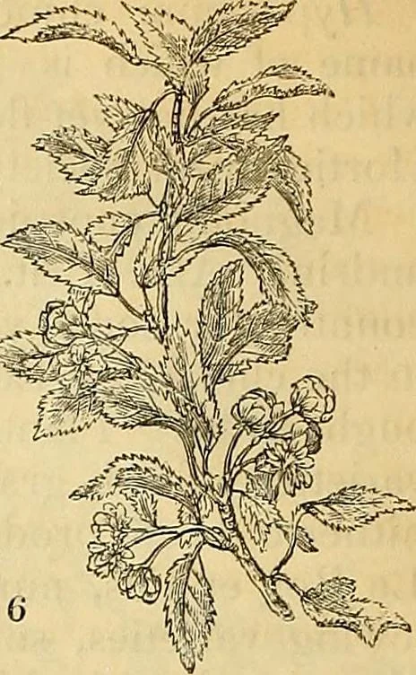 An illustration from The gardener's magazine and register of rural & domestic improvement, 1826, leaf 44