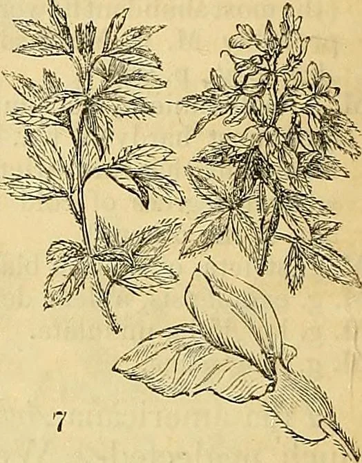 An illustration from The gardener's magazine and register of rural & domestic improvement, 1826, leaf 44