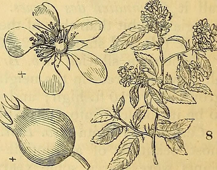 An illustration from The gardener's magazine and register of rural & domestic improvement, 1826, leaf 44