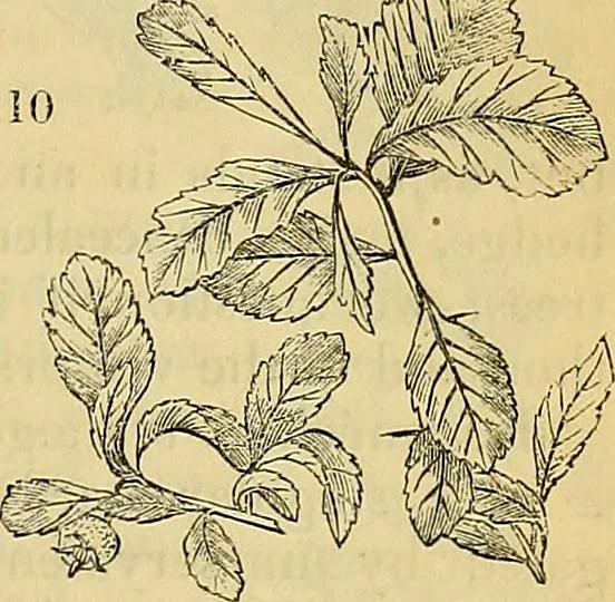An illustration from The gardener's magazine and register of rural & domestic improvement, 1826, leaf 45